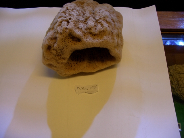 hippospongia (esemplare)