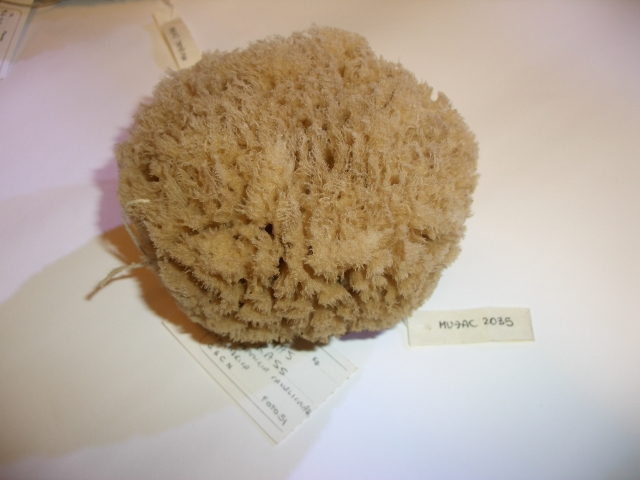 hippospongia (esemplare)