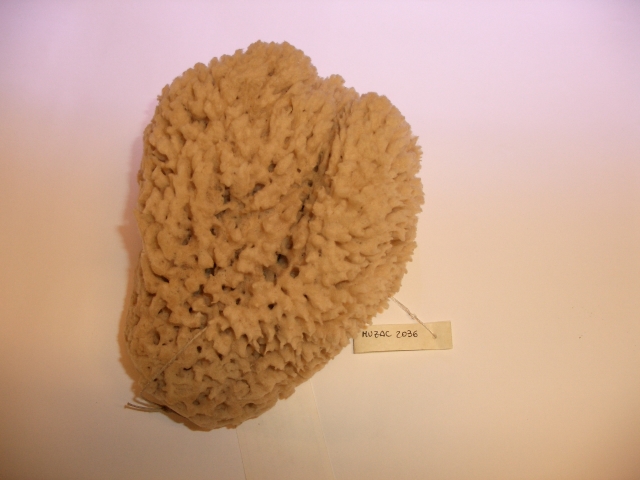 spugna officinale (esemplare)