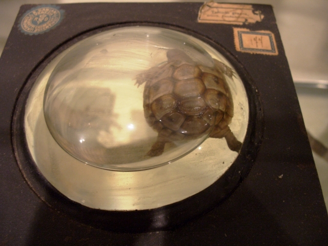 Testuggine greca (esemplare)