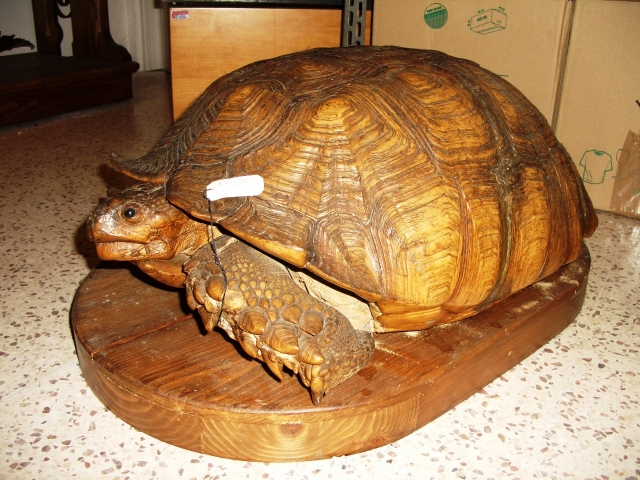 Testuggine dallo sperone (esemplare)