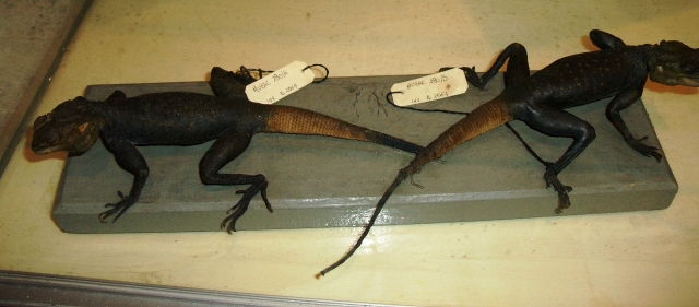 Agama dal ventre blu (serie)