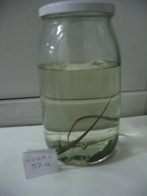 Lucertola del Tauro (serie)