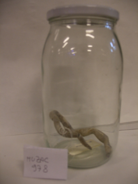 Pseudopo (esemplare)