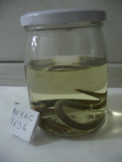 Orbettino italiano (esemplare)