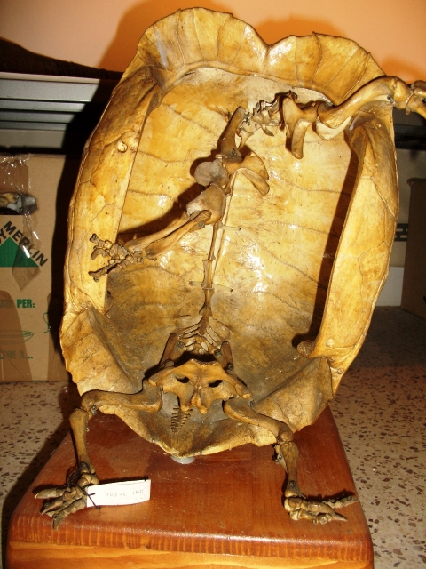 Testuggine dallo sperone (esemplare)