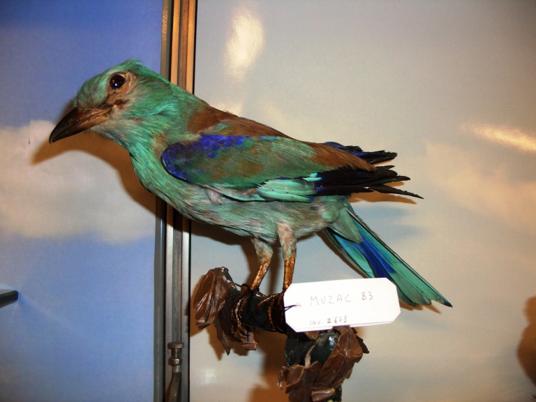 ghiandaia marina (esemplare)