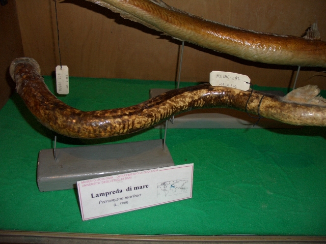 lampreda di mare (esemplare)