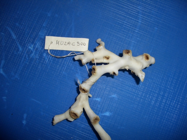 corallo bianco (esemplare)