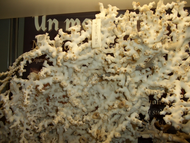 corallo bianco (esemplare)