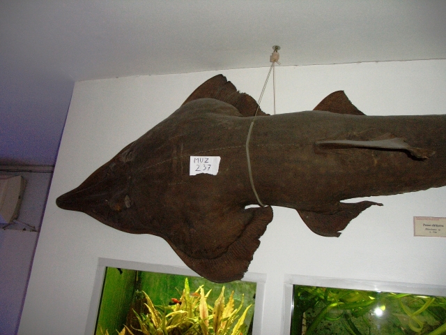 Pesce chitarra (esemplare)