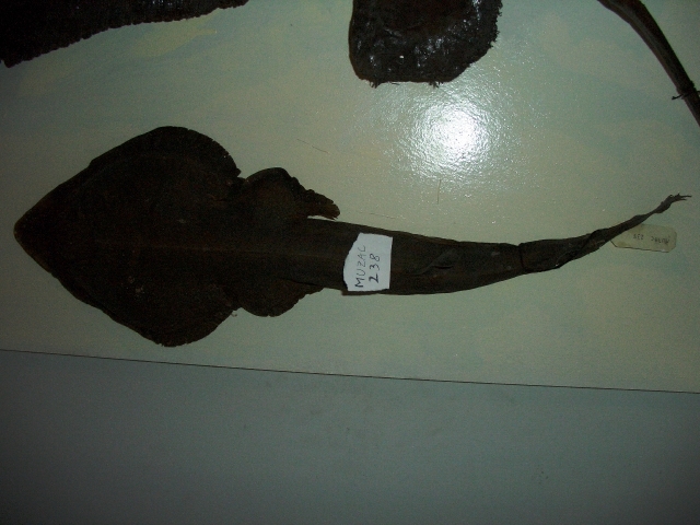 Pesce chitarra (esemplare)