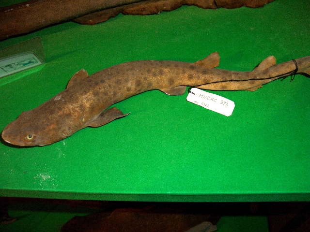 Gattuccio (esemplare)