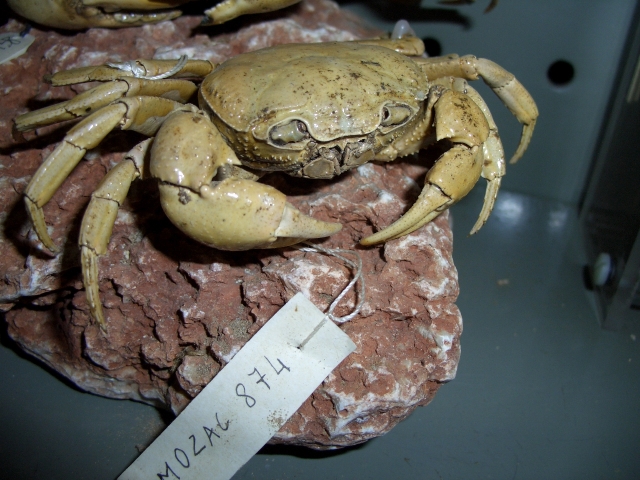 Granchio di fiume (esemplare)