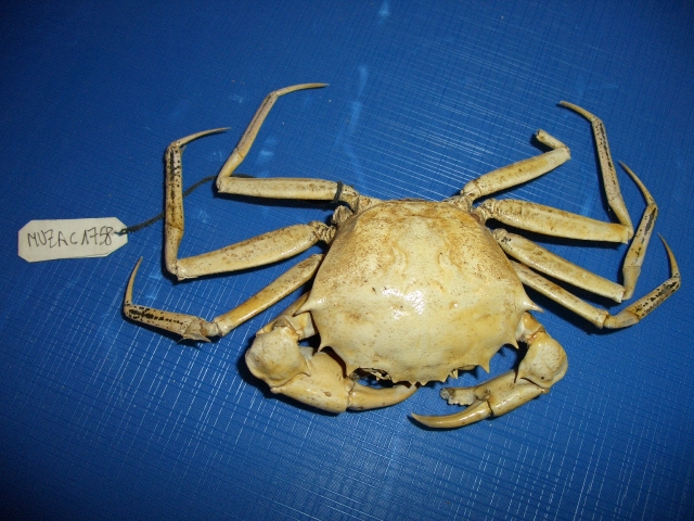 Granchio rosso di fondale (esemplare)