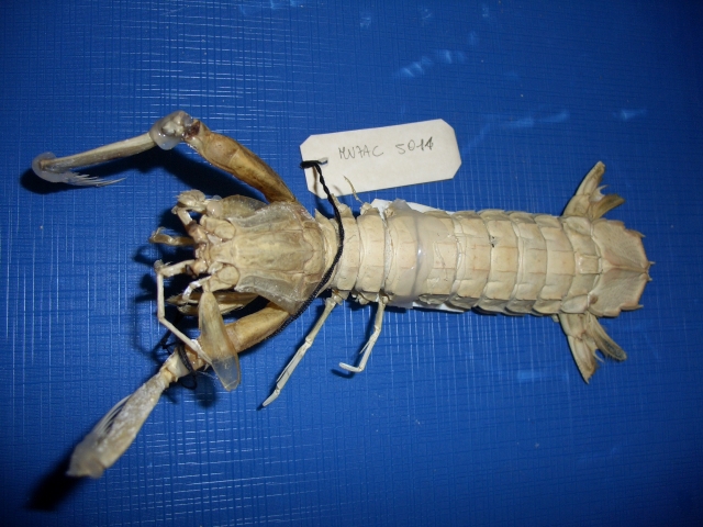 Canocchia (esemplare)