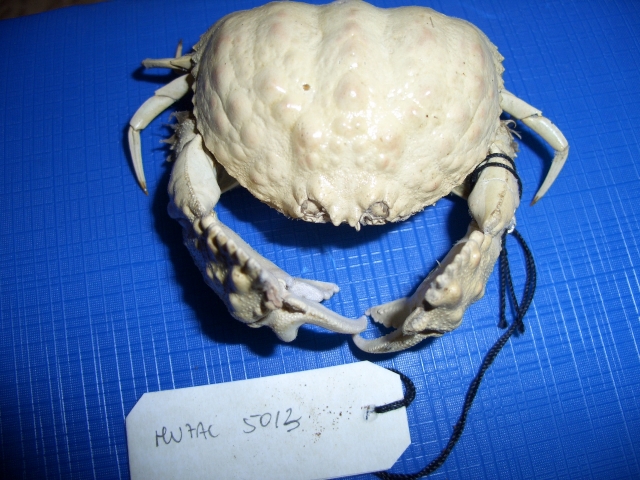 Granchio melograno (esemplare)