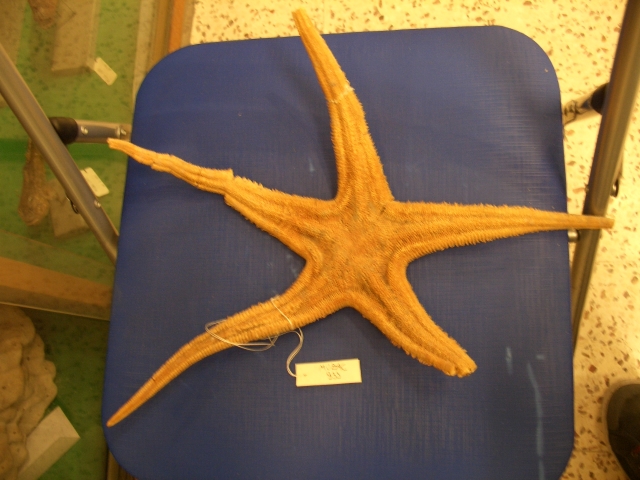 stella di mare (esemplare)