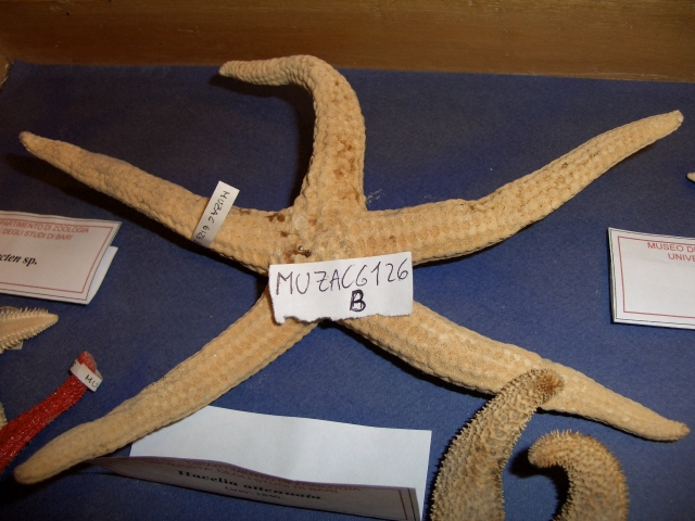 stella di mare (esemplare)