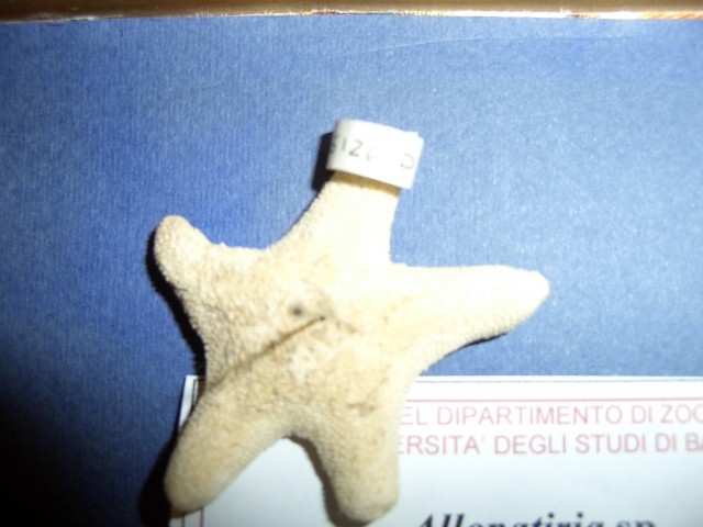 stella di mare (esemplare)