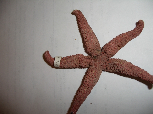stella di mare (esemplare)