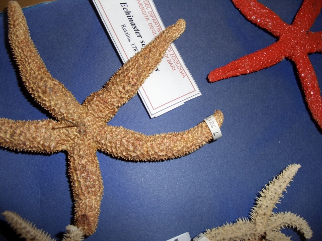 stella di mare (esemplare)