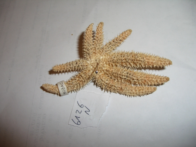 stella di mare (esemplare)
