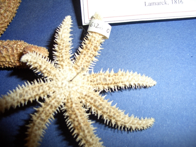 stella di mare (esemplare)