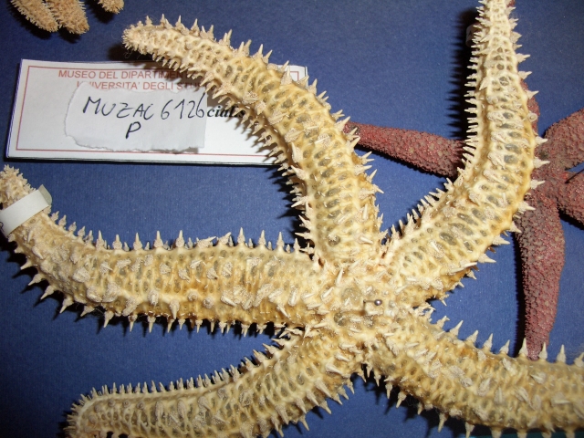 stella di mare (esemplare)