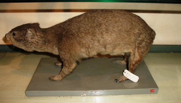 Procavia del Capo (esemplare)