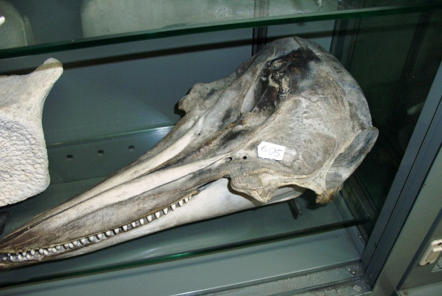 Tursiope (esemplare)