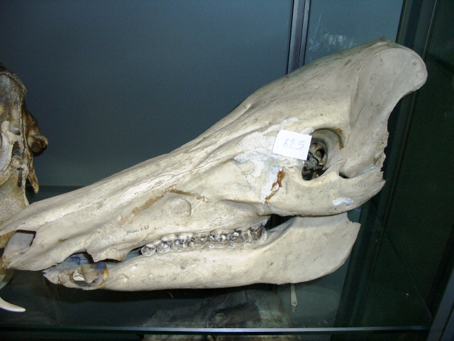 cinghiale (esemplare)