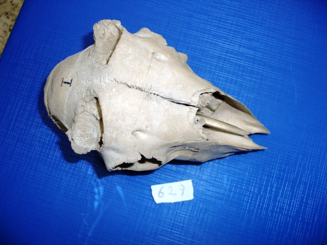 Pecora (esemplare)