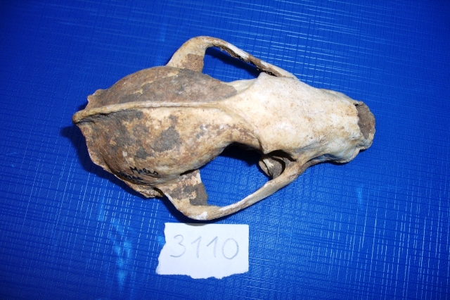 Tasso (esemplare)