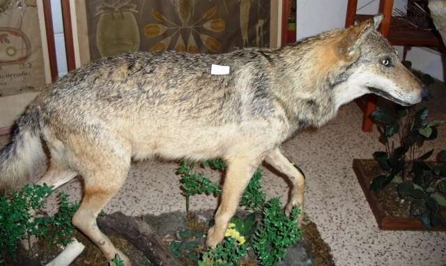 lupo (esemplare)