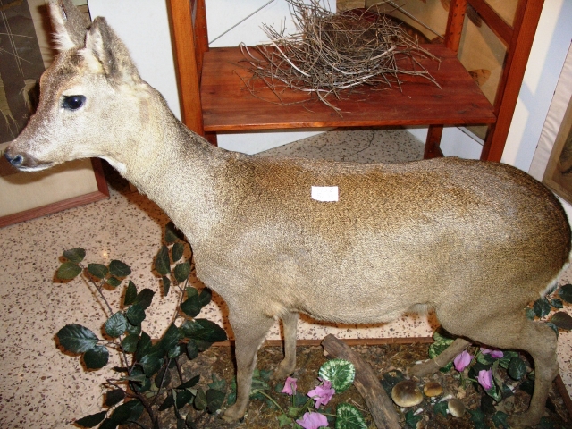 Capriolo (esemplare)