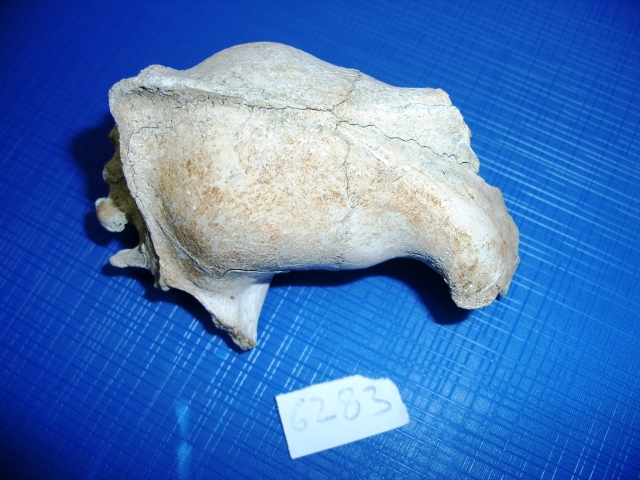 Tasso (esemplare)