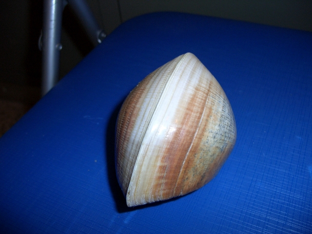 Meiocardia (esemplare)