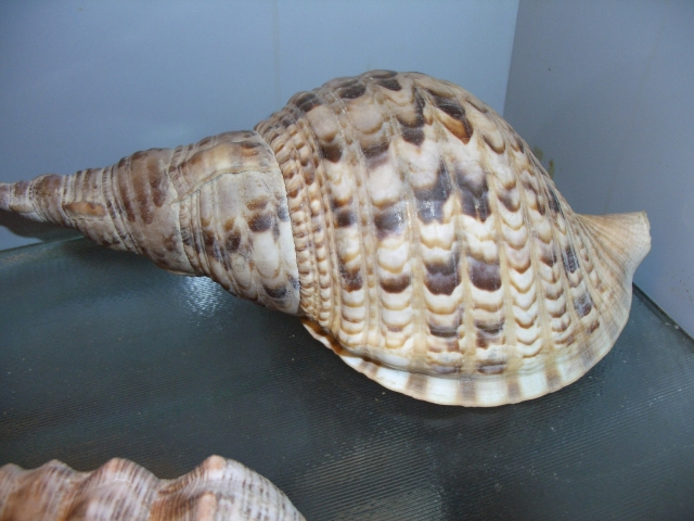 Tritone lucido (esemplare)