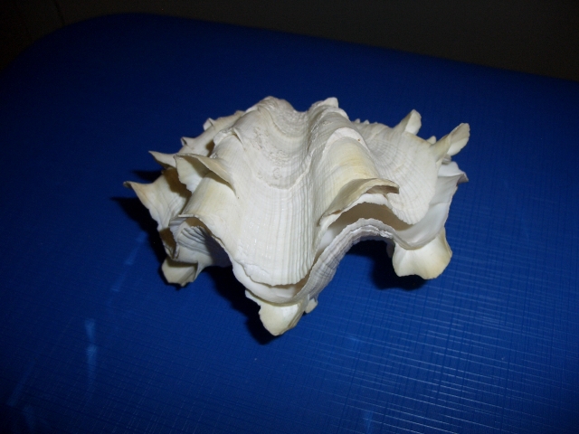 Tridacna (esemplare)