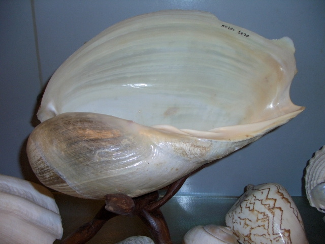 Cymbium (esemplare)