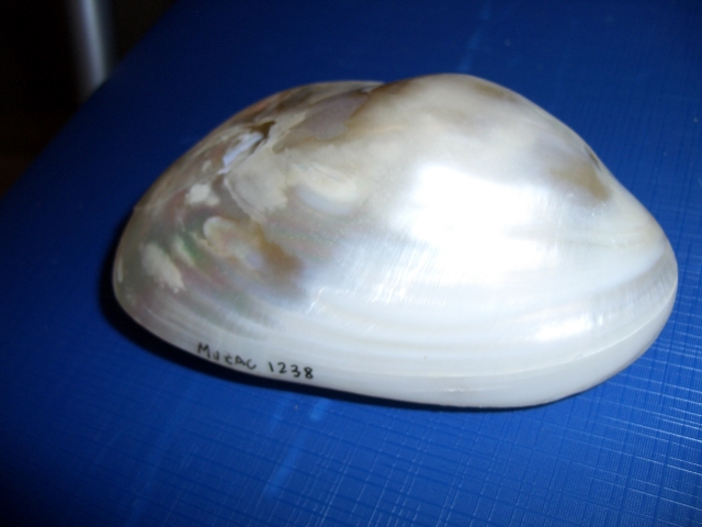 Bivalve (esemplare)
