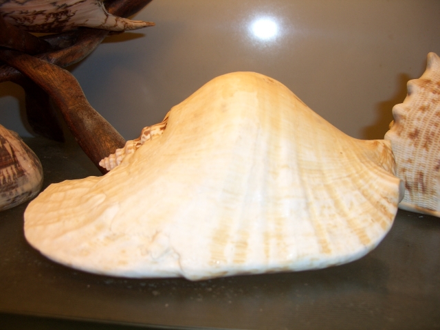 gasteropode (esemplare)