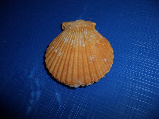Bivalve (esemplare)