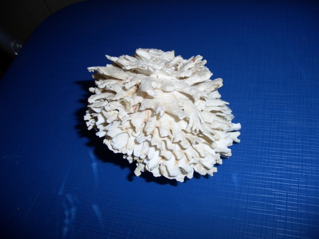 Bivalve (esemplare)