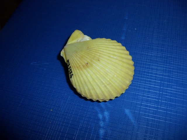 Bivalve (esemplare)