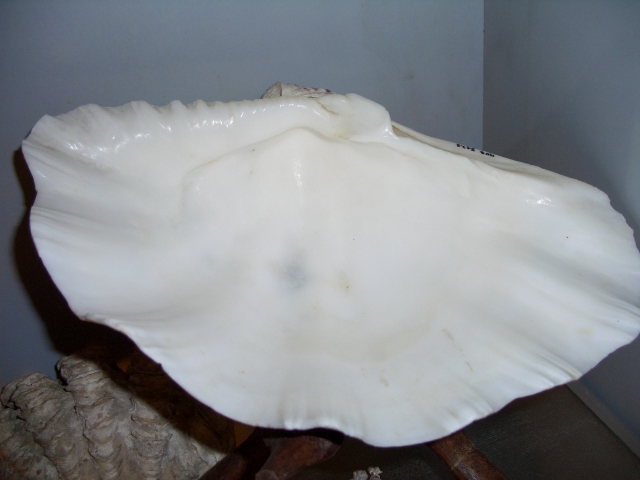Bivalve (esemplare)