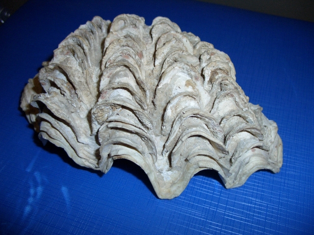 Tridacna (esemplare)
