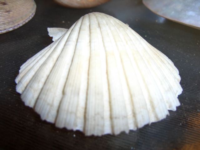 Conchiglia di San Giacomo (esemplare)