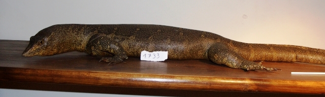 Varano del Nilo (esemplare)